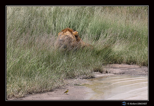 Lion_entier_couché_dans_les_herbes_-_Ca