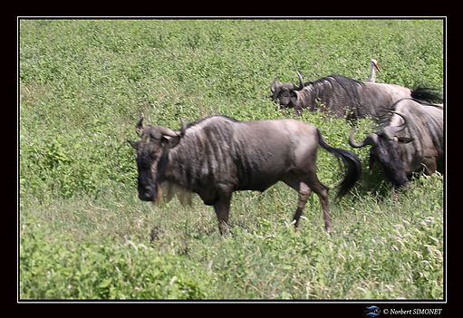 Gnous et cigognes ter - Cadre Paysage -