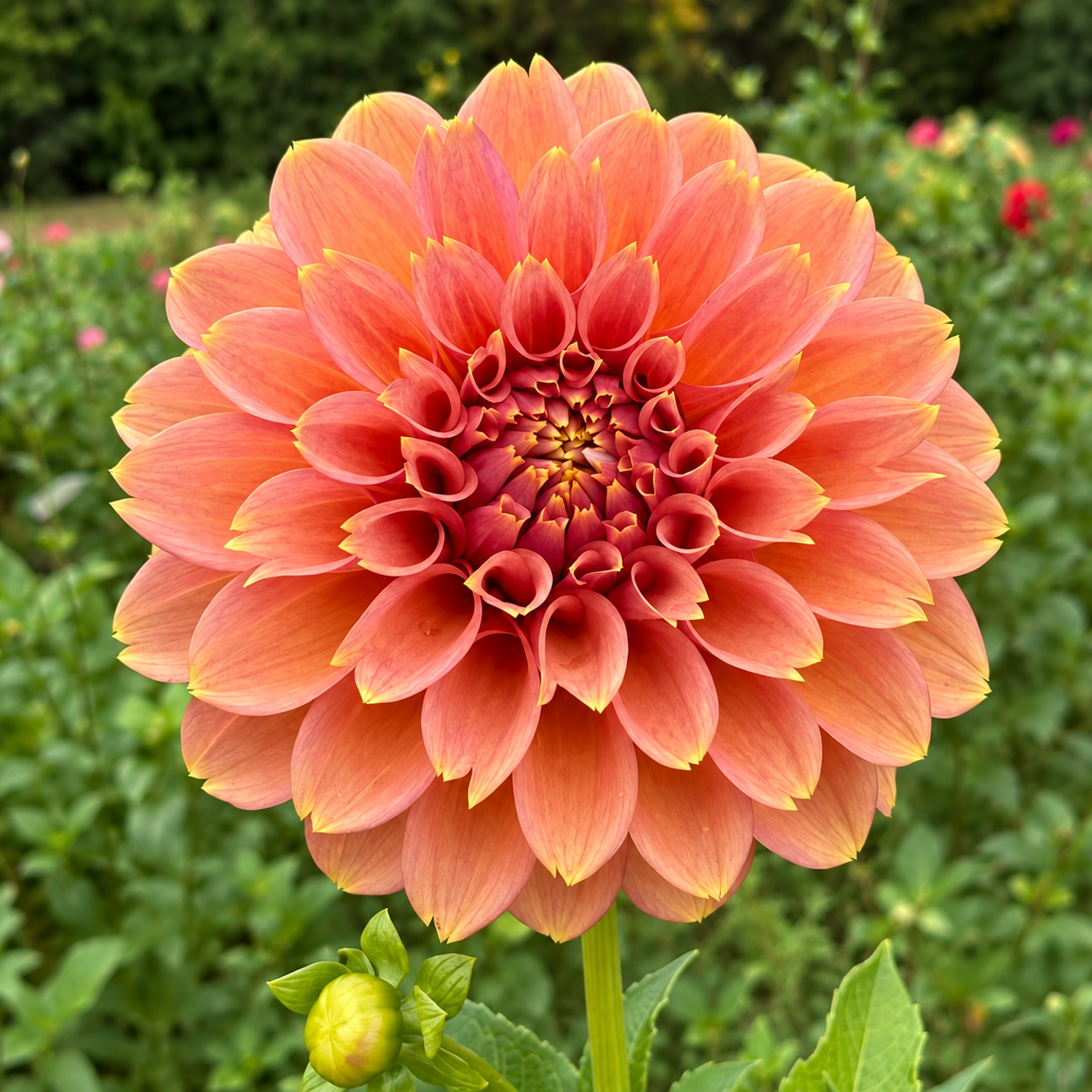 Peachy Parade