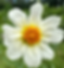 Thumbnail: Alpen Cherub
