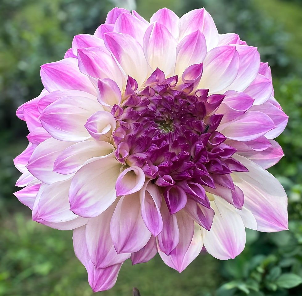 Thumbnail: Rose & Amethyst Dahlia Collection