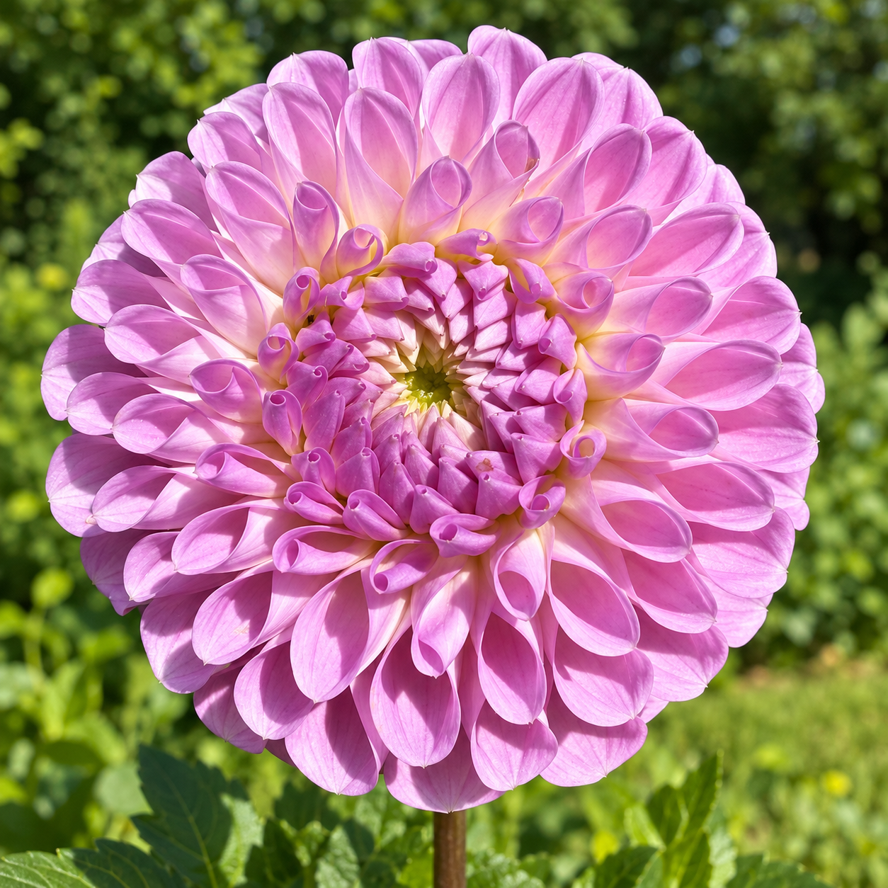 Aprila Pilieni