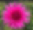 Thumbnail: Sandia Barbie
