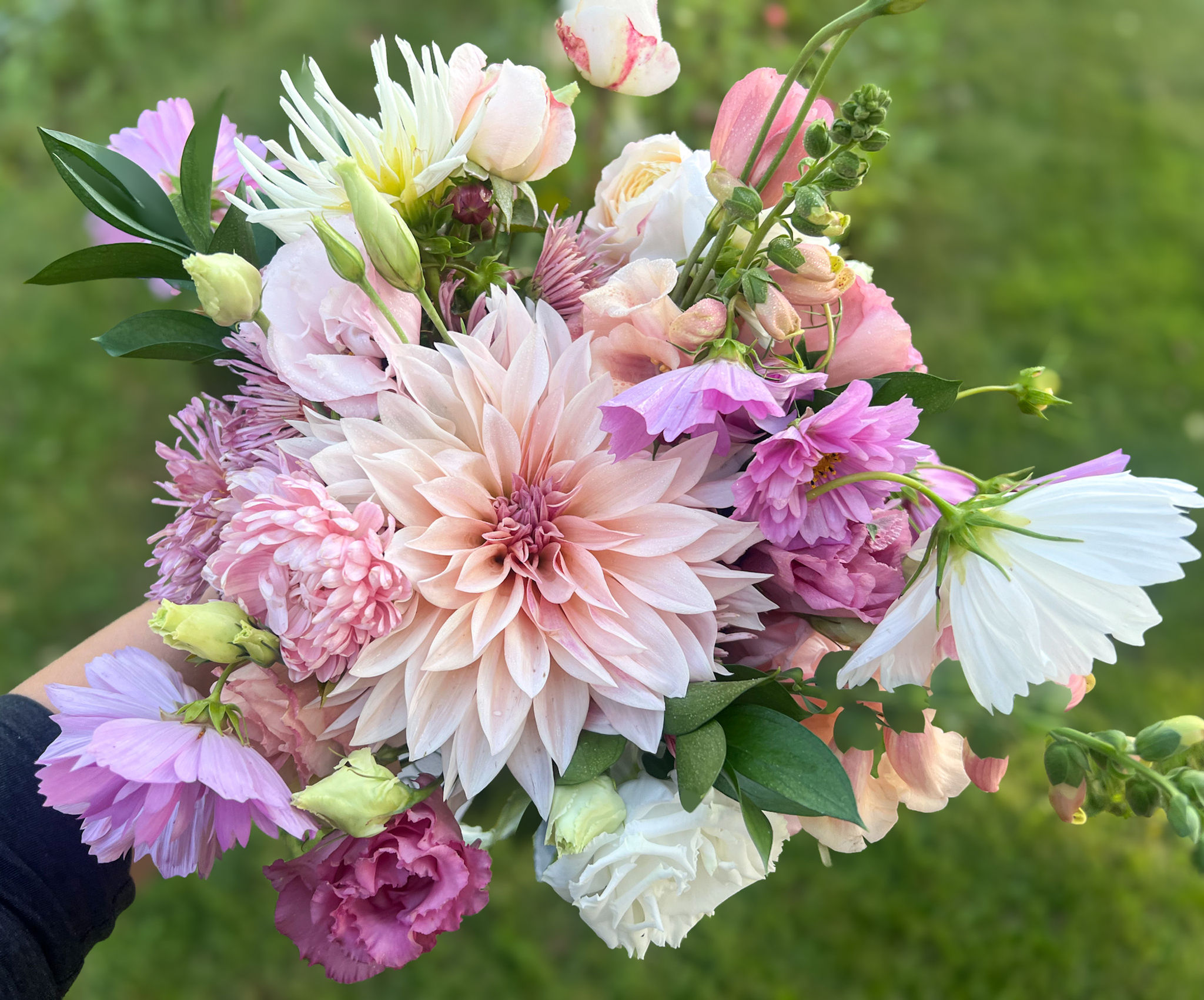 Blushing Bride Dahlia Collection