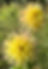 Bloomquist Dandelion