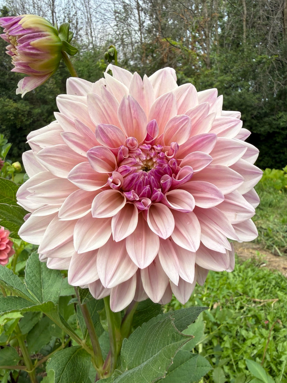 Florelie Antique