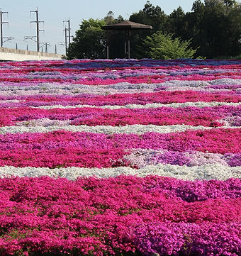 4月　野木芝ざくら（とちぎ旅ネット.jpg