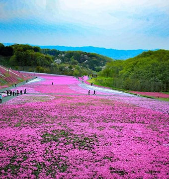 4月　市貝　芝ざくら公園.jpg
