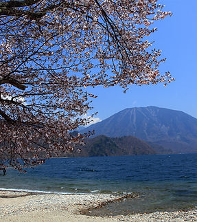 旅ネット　千手ヶ浜のオオヤマザクラ01　横.jpg