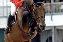 Nabab De Reve Jumping.jpg