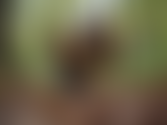 Truffle Dog Training: A Grower's Ultimate Guide