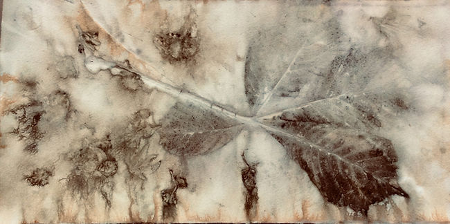 Botanisk trykk nr. 7 Eirin Hov