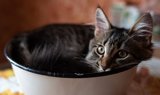 nutrizionista gatto tradate.jpg