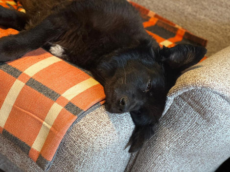 Hanna veseļojas mājās