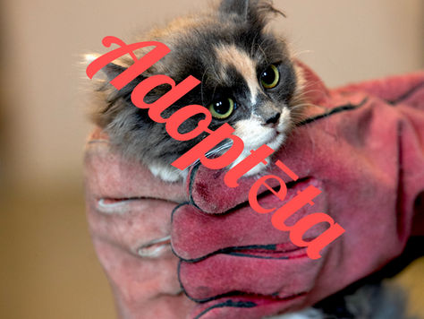 Kaķēns (meitene)