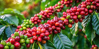 coffee-beans-ripening-tree-plantation.jpg