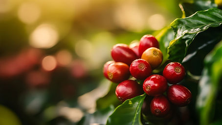 38-highresolution-closeup-red-coffee-cherries-green-leaves-coffee-tree-showcasing-rich-colors-healthy-appearance-beans-plantation-setting.jpg