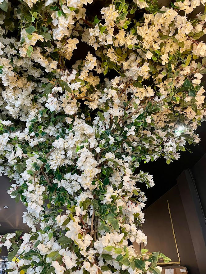 white bougainvillea