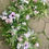 Thumbnail: flower garland for wedding
