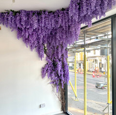 Wisteria tree