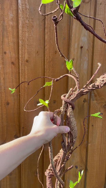 Miniature : Artificial Tree Vine, faux Tree Branch, Hanging Rattan Tree Vine, Fake Branches,