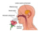 olfactory senses when sniffing natural aromas