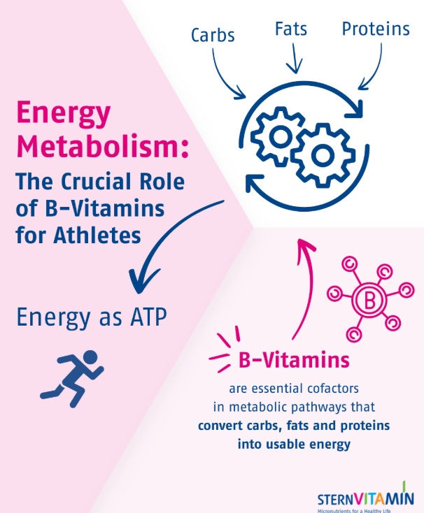 energy metabolism of b vitamins