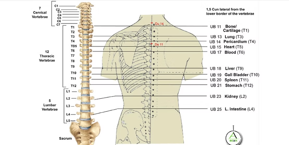 image of Yu points on spine in Chinese medicine | Shiatsu Bodyworks Cheltenham