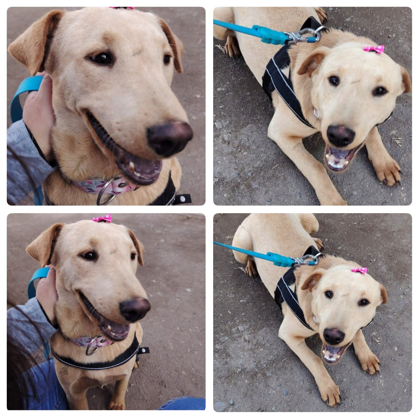 CANELA, mezcla Sharpei con Labrador