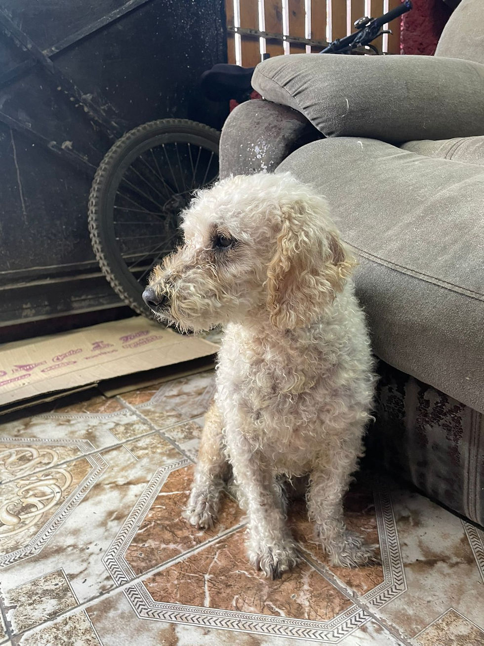 Miniatura: TUCO, Poodle