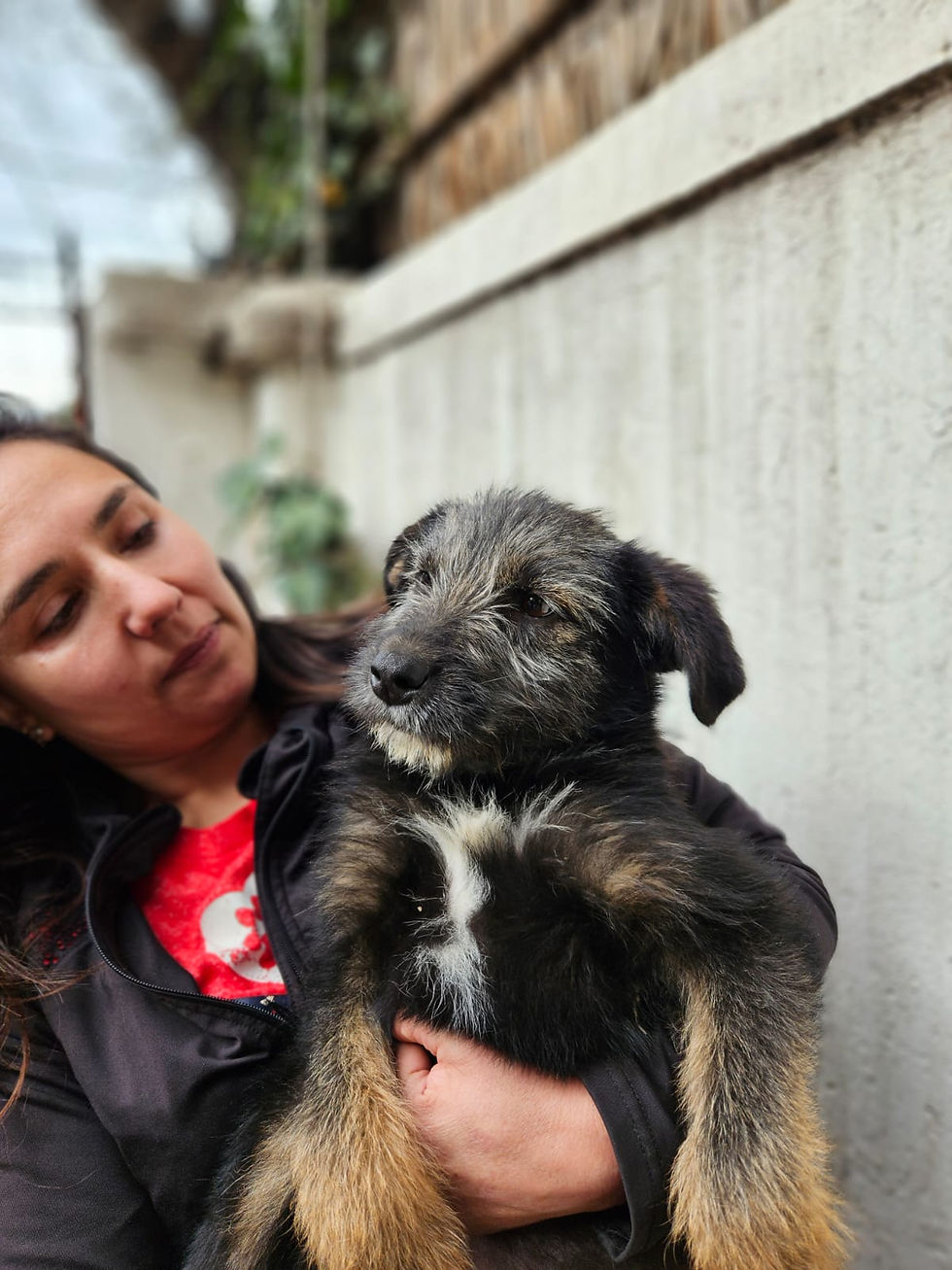 Thumbnail: RAFAELLA, Pastor Catalán