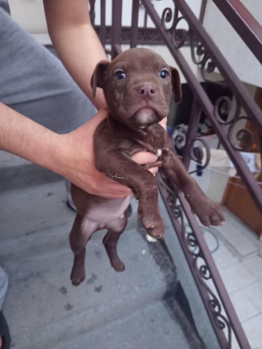 Thumbnail: HÉRCULES y BROWN, mezcla Pitbull