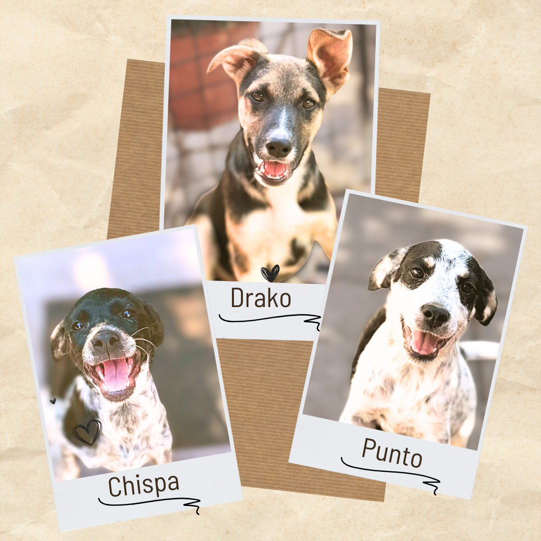 DRAKO, PUNTO y CHISPA 3 meses