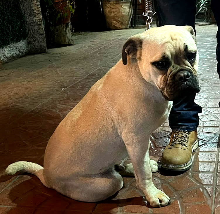 BRUNO, mezcla Pug