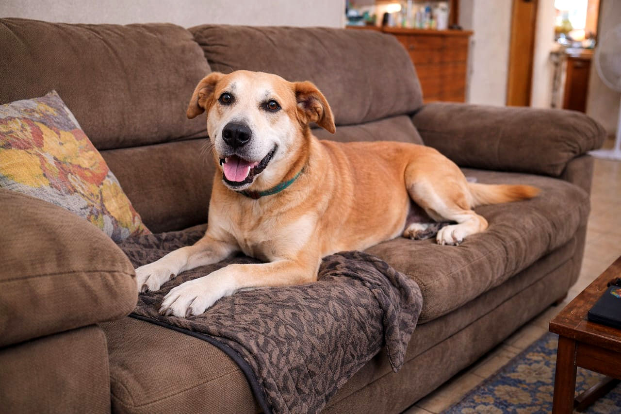 LEGOLAS, mezcla Pastor de Anatolia