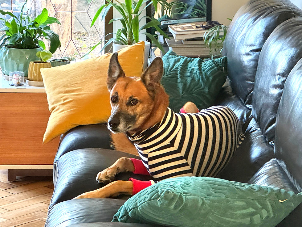 RICKY NAUTA, mezcla Pastor de Malinois