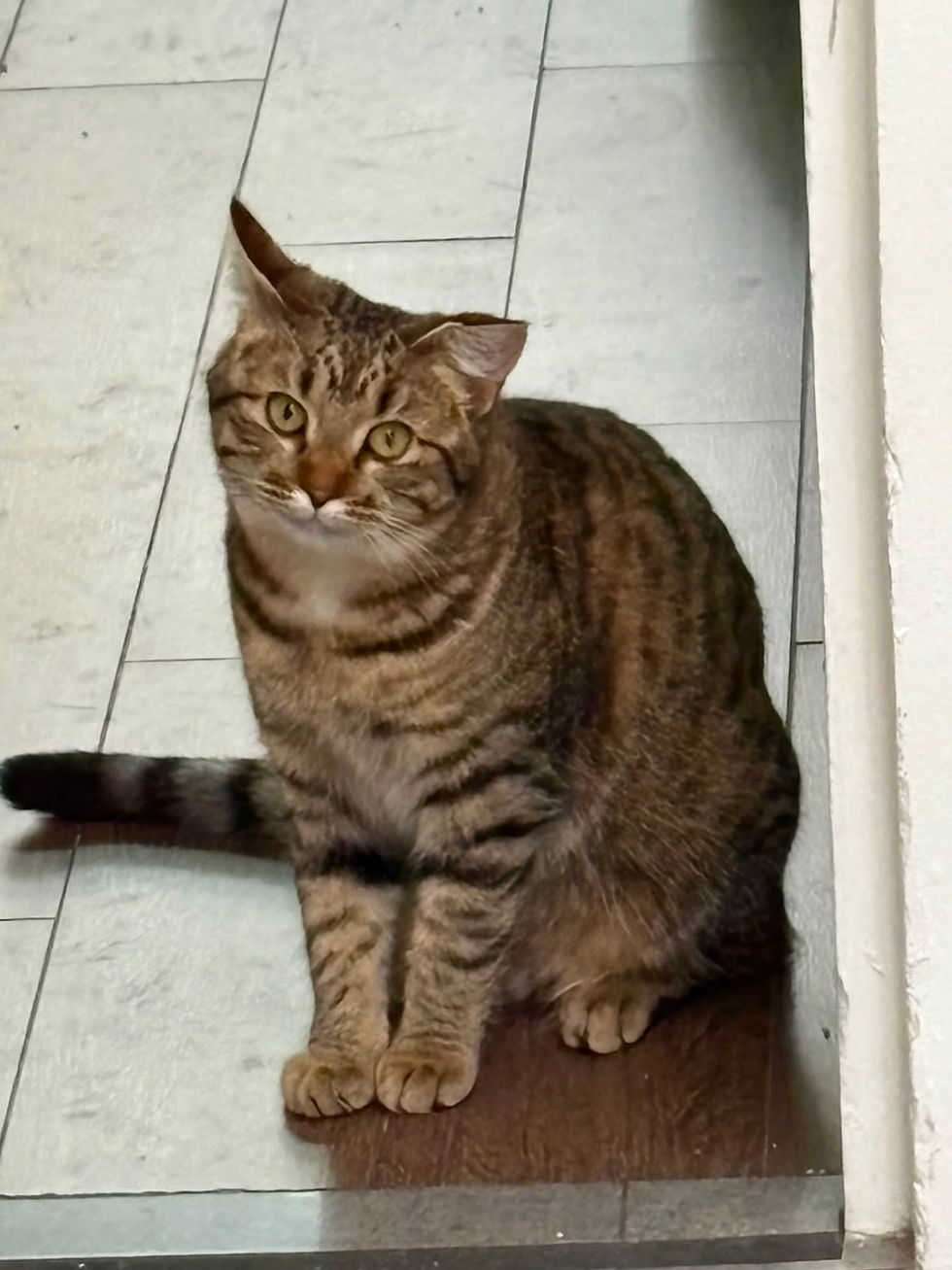 Thumbnail: MOLLY, Gato Doméstico de Pelo Corto