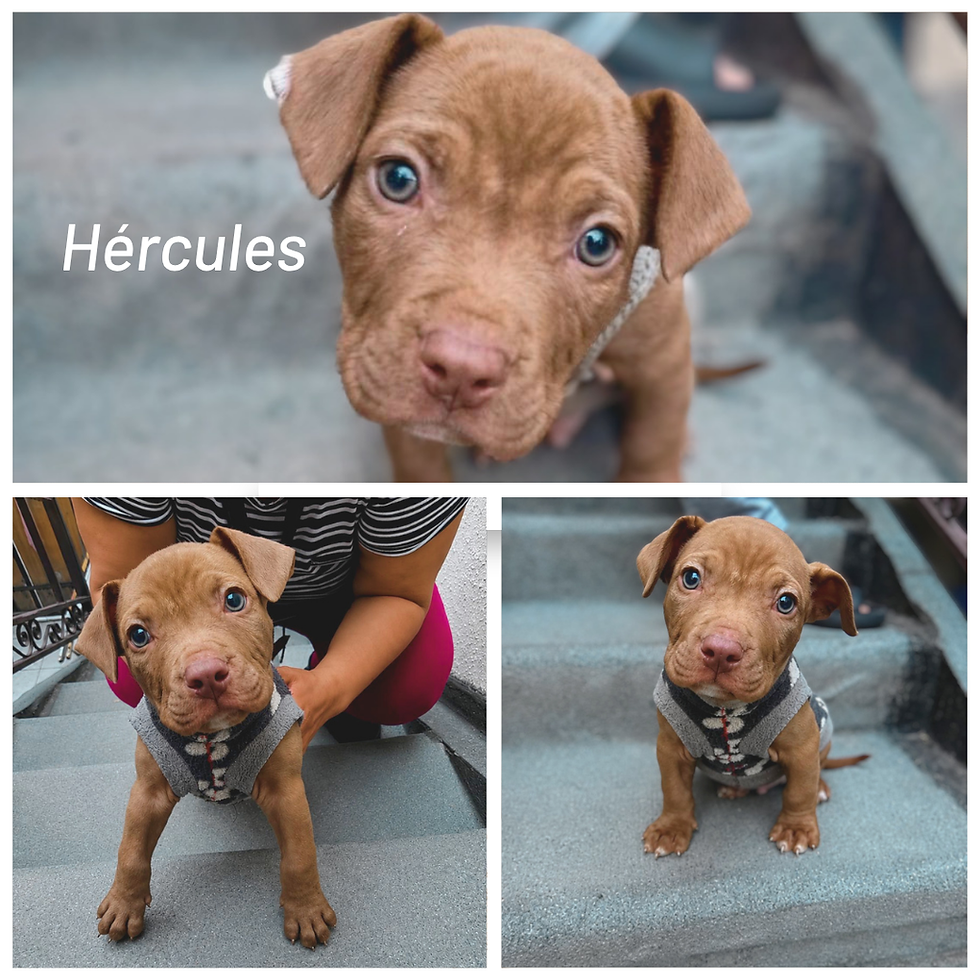 Thumbnail: HÉRCULES y BROWN, mezcla Pitbull