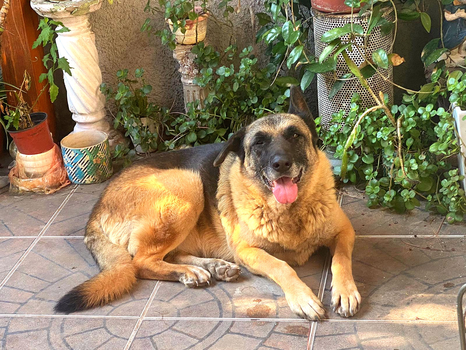 CHEISITA, mezcla Pastor de Anatolia