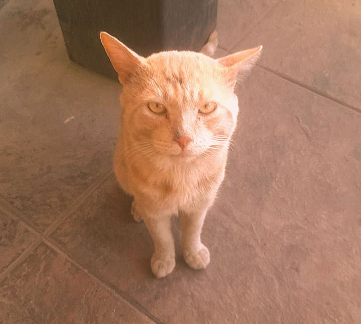 CHESTER, gatito de 2-3 años