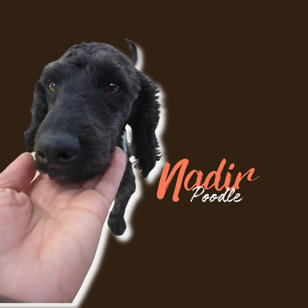 NADIR, Poodle negro