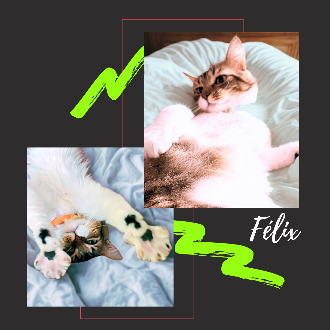 FÉLIX, Atigrado  8 meses