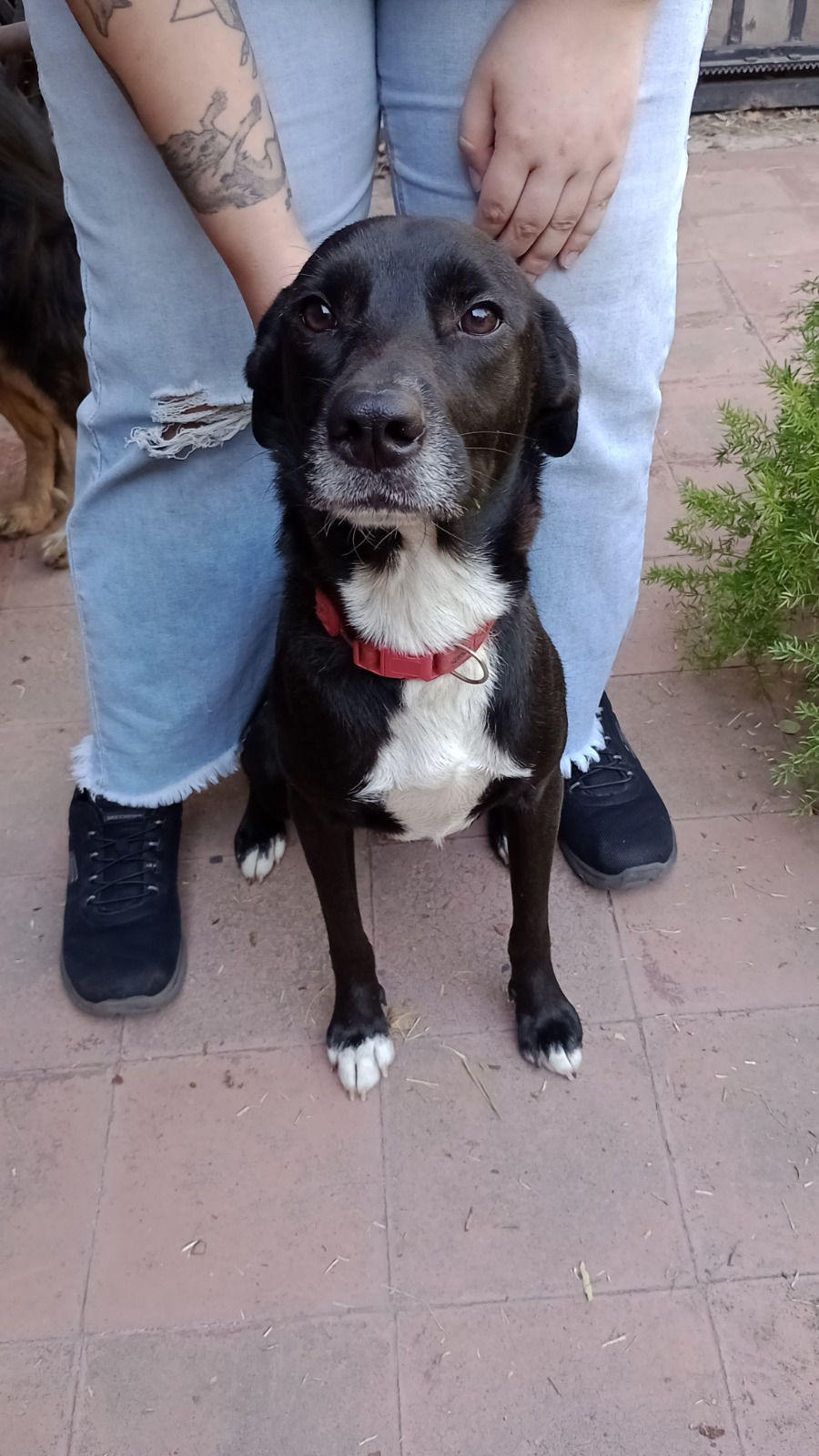 Miniatura: ALBA, mezcla de Labrador