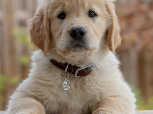 Golden retriever puppy with a brown collar and tag лежing on a porch, looking calmly at the camera with soft focus background