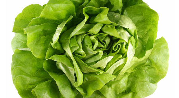 LECHUGA