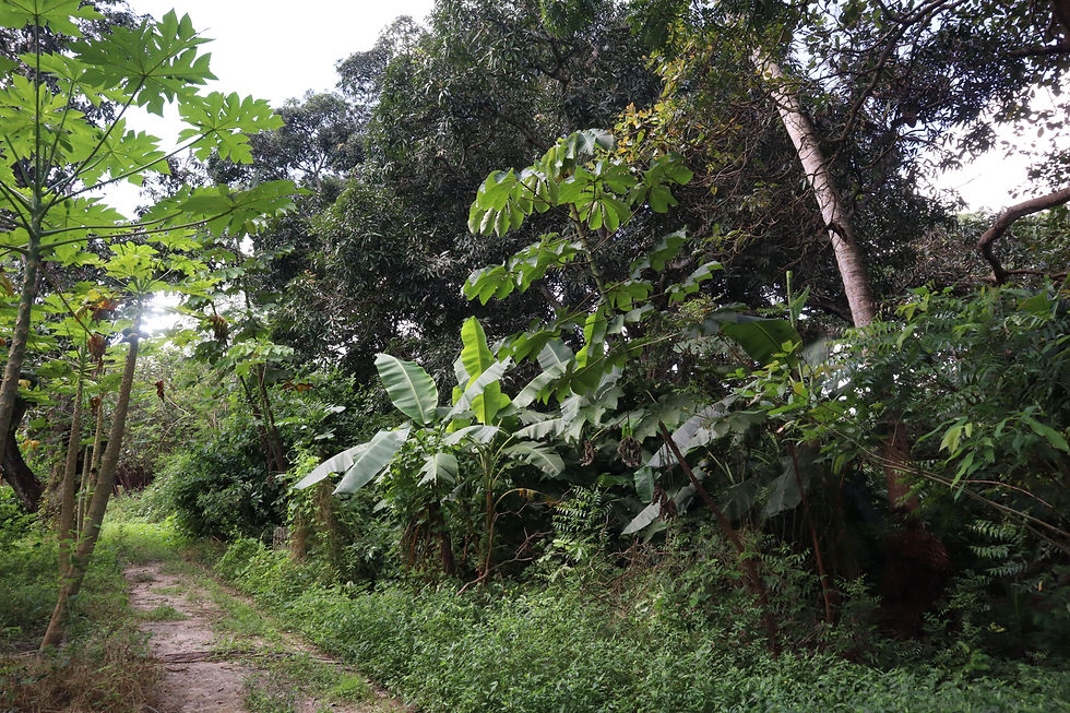 natureza selvagem do norte do brasil, aquiraz, sitio santa cruz cearà interior do brasil