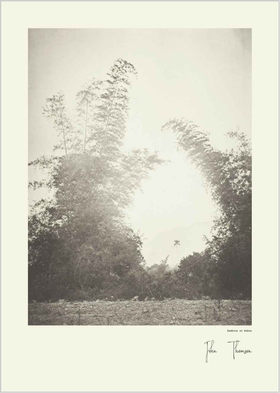 John Thomson | Bamboos at Baksa, Formosa