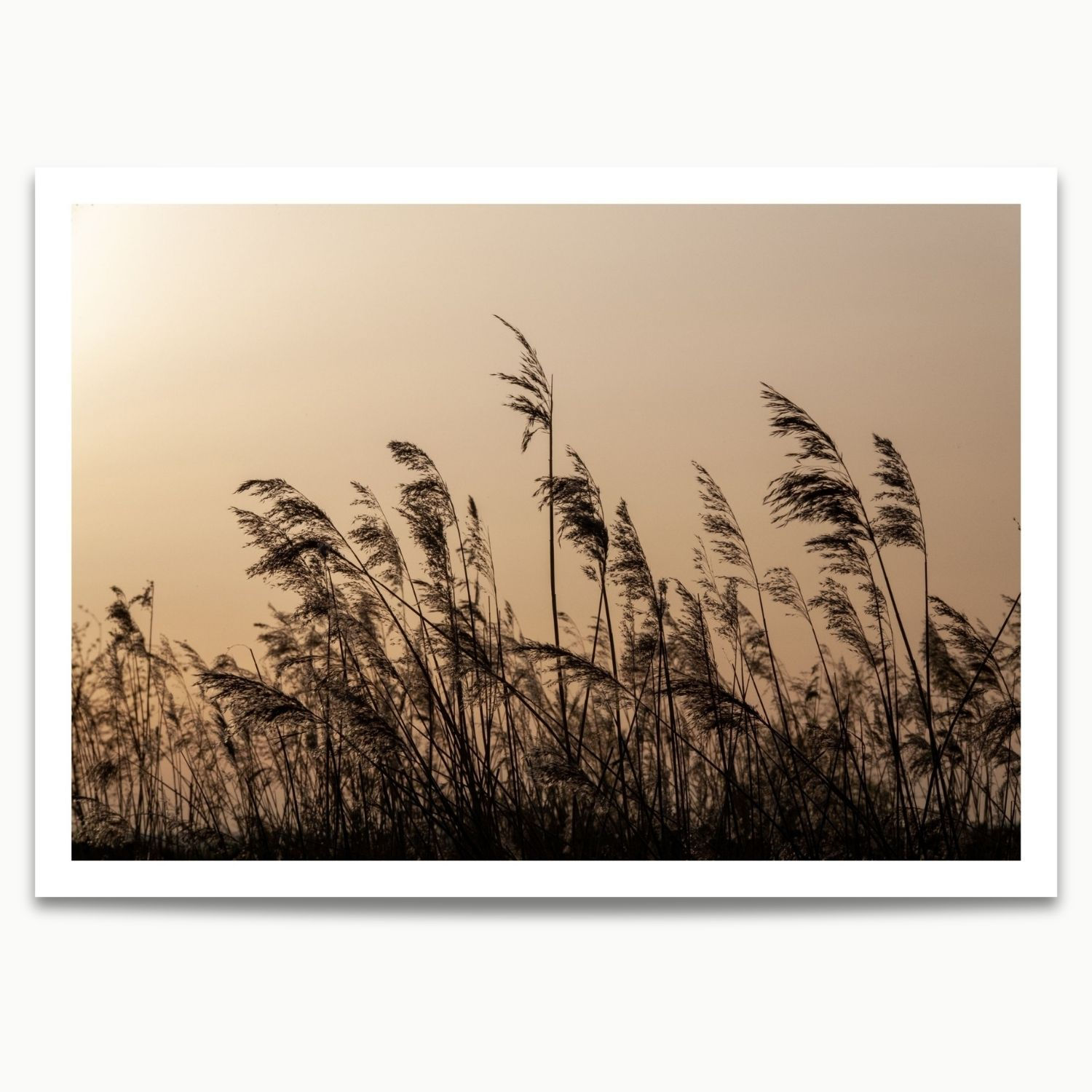 Pampas Otu
