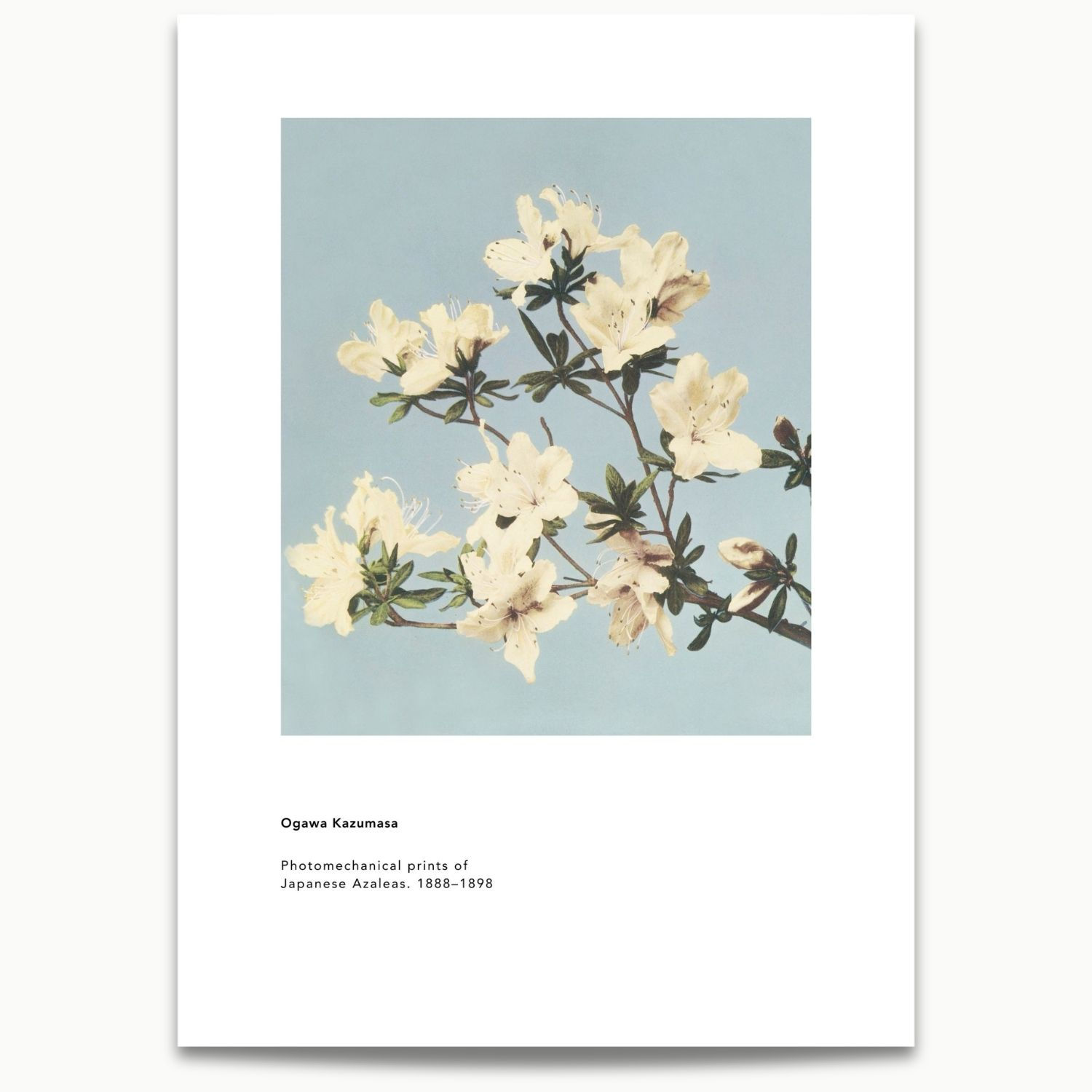 Kazumasa Ogawa | Jasmine Flower (1896)