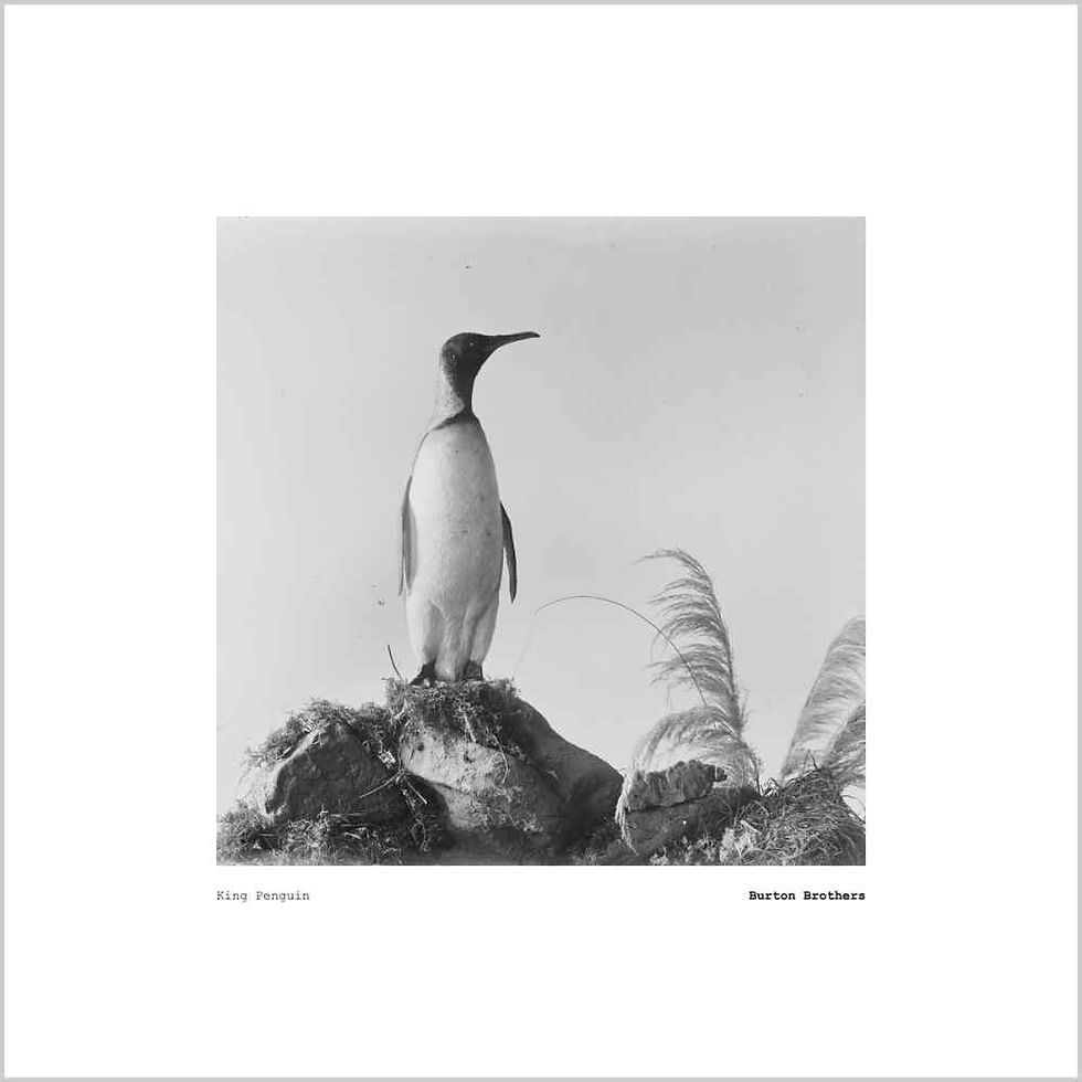Burton Brothers | King Penguin